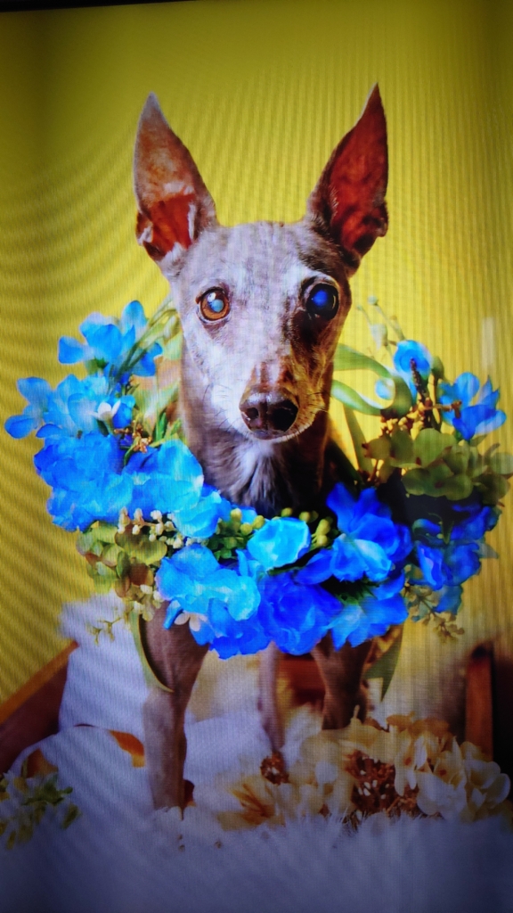 ルーファスくん