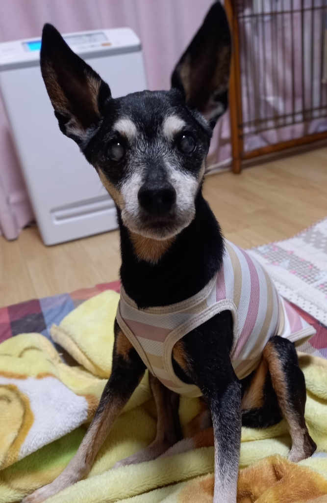 ちゃっぴ―ちゃん