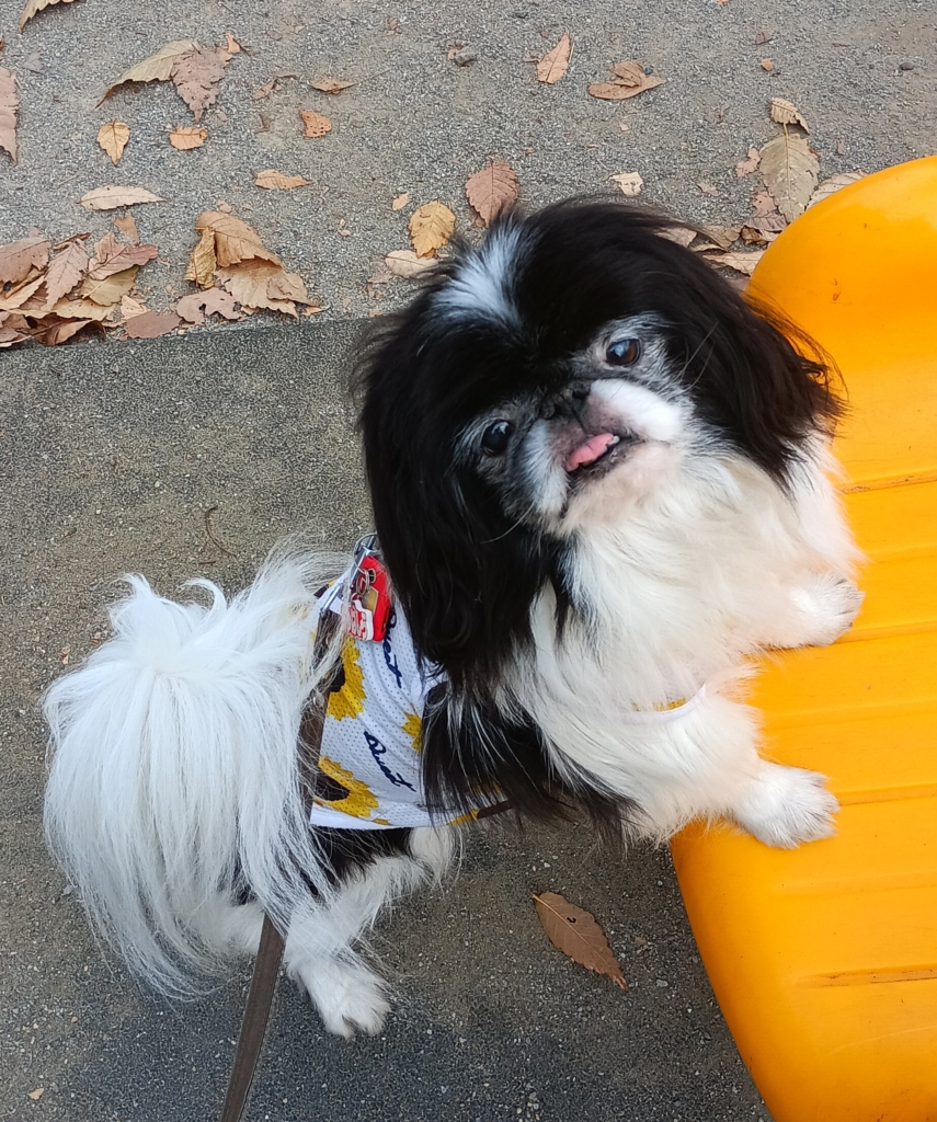 ちゃばしらくん