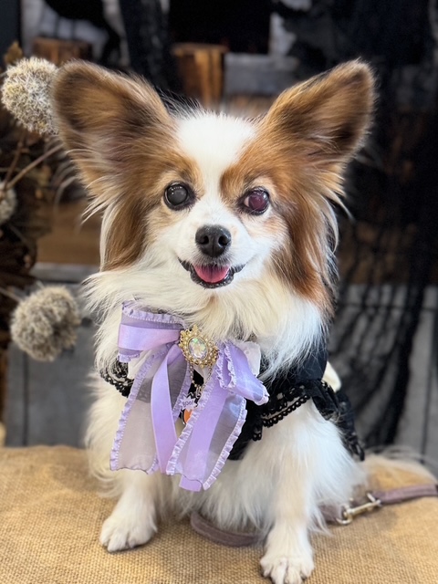 シェリーちゃん