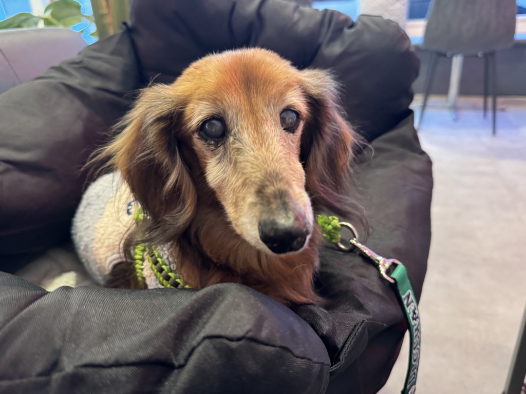 ダッチャンくん