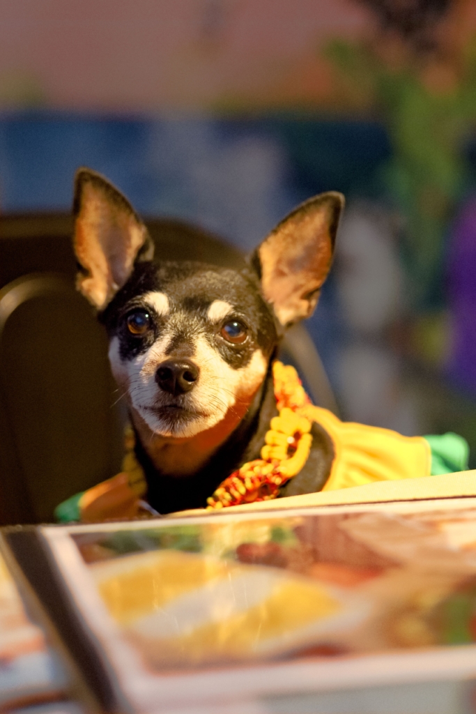 ヴィヴィちゃん