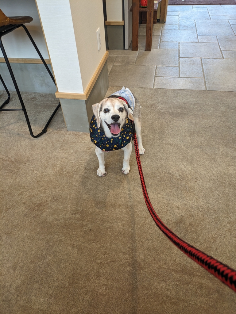 ビーちゃんくん