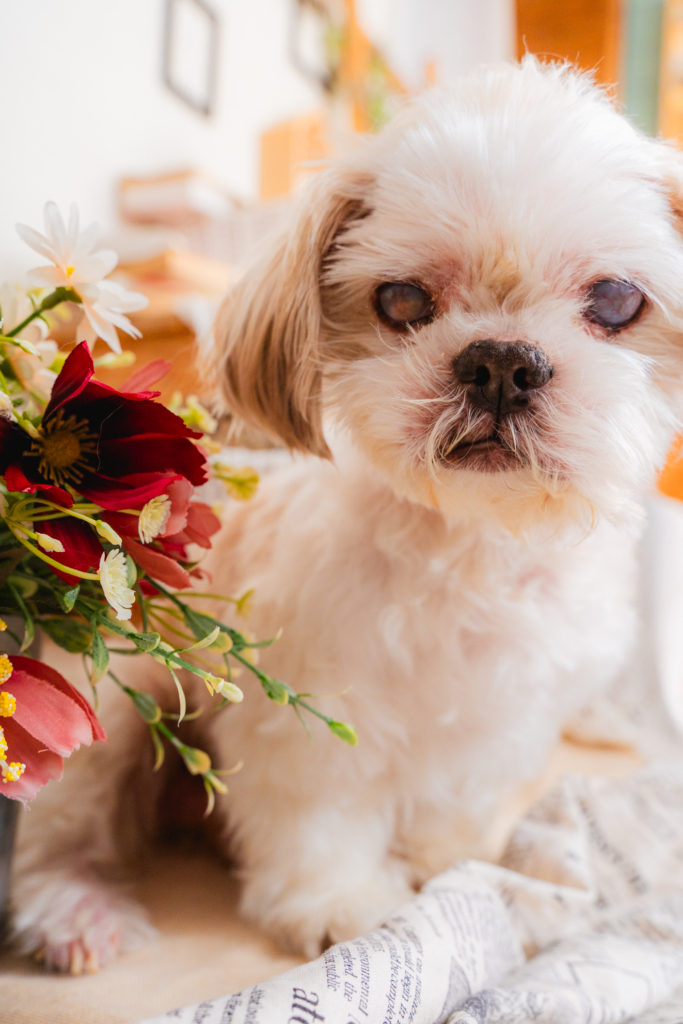 田上ハム助くん