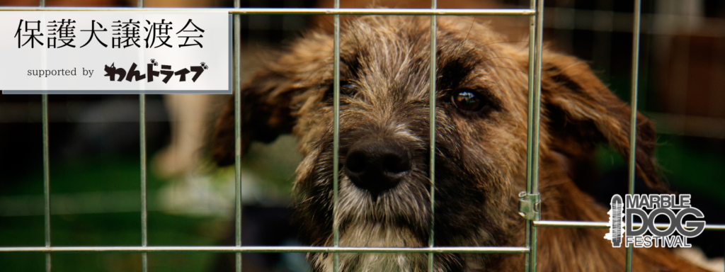 保護犬譲渡会 supported by わんドライブ