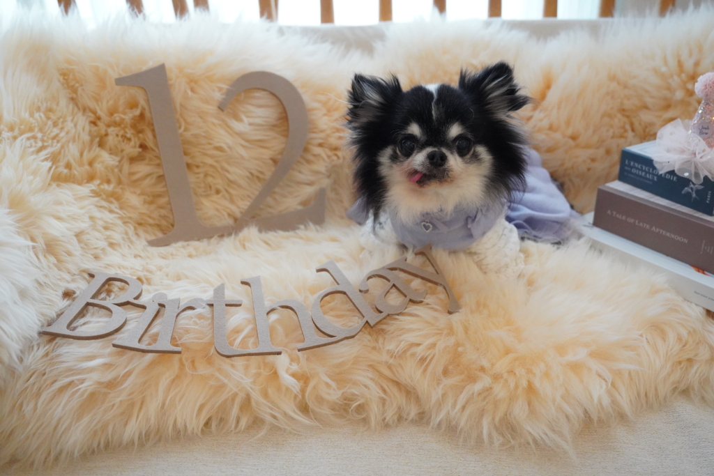 めぃてるちゃん